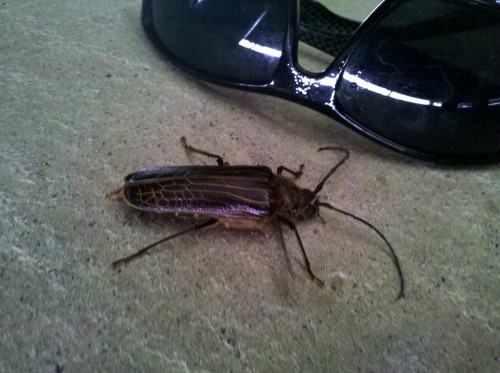 A huhu beetle, in front of my sunglasses for size comparison.